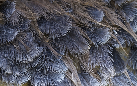 1599098778514139.jpg 鴕鳥毛進口清關(guān)