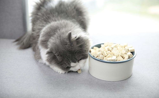 凍干寵物食品進(jìn)口報(bào)關(guān)的流程是怎樣的？