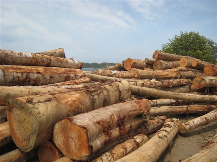 1652350423121512.png 連云港進(jìn)口木材報(bào)關(guān) (2).png