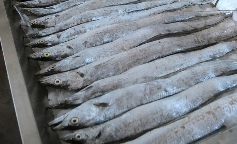 1683627631941043.jpg 印度進(jìn)口凍帶魚(yú)報(bào)關(guān).jpg